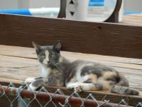 The Cat Next Door
