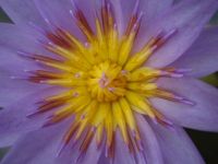Purple flower