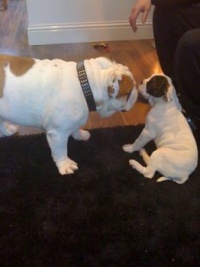 Rocky and Stella
