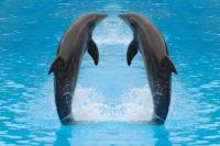 animaatjes-dolfijnen-6961871