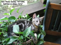 New Theme Sunday: "Dogs, Cats, Puppies, Kittens & Small Pets"  Baby Stripey Cat