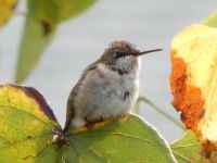 Ruby-throated Hummingbird