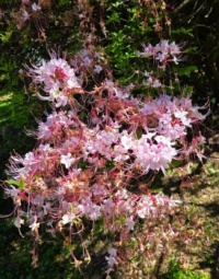 American Azalea