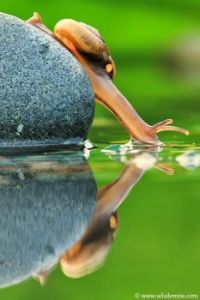 Snail Reflection