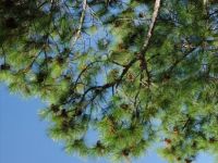 Ponderosa Pine in Texas