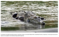 Crocodile In Costa Rica Has Virgin Birth