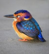 Super Colorful Birdy