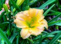 Lily