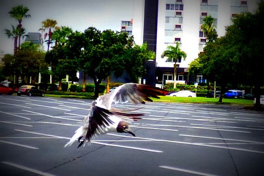 Seagull flying at Tropicana Field