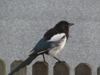 Magpie on fence