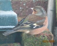 Male Chaffinch on a less frosty perch.