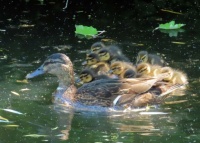 newly hatched ducklings