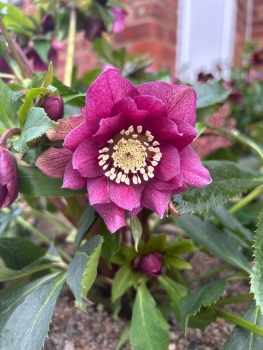 Solve Hellebore – Christmas Rose jigsaw puzzle online with 99 pieces