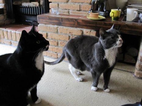 Blacky and Gijs (my friend's cats)