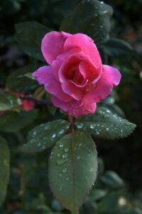 Spring rose after a rain shower