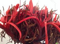 gymea lily. Doryanthes excelsa