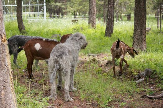 Wolfhounds Walk with Goats