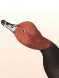 RED HEADED DUCK