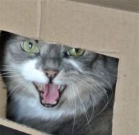 Greyson:  "Ha Ha!  I'm in my box and you're not"!