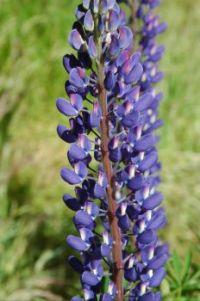 Purple flower in NZ