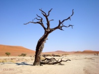 NAMIBIA - Sossusvlei - Namib-Naukluft – Dead Camelthorn trees in Deadvlei