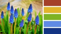 Blue Muscari