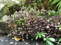pink shrooms