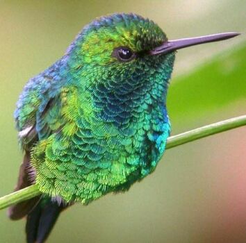 Solve Chiribiquete Emerald Hummingbird jigsaw puzzle online with 289 pieces