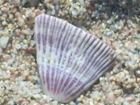 seashell