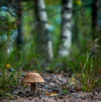 mushroom fall wood