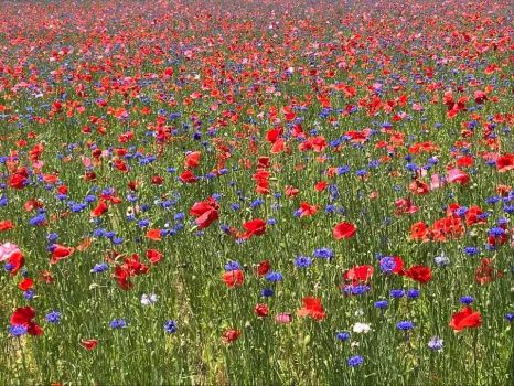 Poppies and blue cornflowers