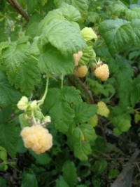 Yellow rasberries in our garden