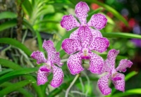 Mokara orchid