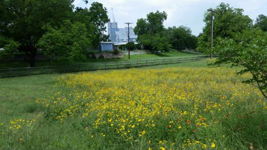Hill Country Texas wild flowers