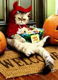 Halloween cat cosstume