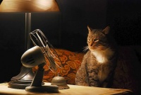 Seymour by the Lamp