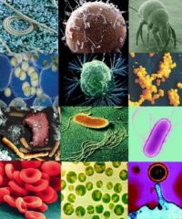 Micrographs small