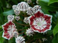 Mountain Laurel with Variegated Flower