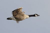 Canadian Goose in flight