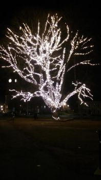 Tree lights2