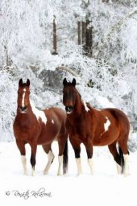 I love horses 3