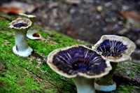 Tiny Fungi