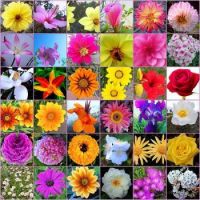 flowers