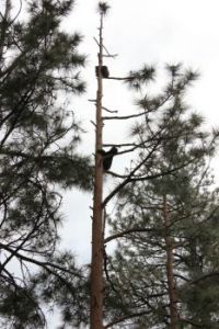 Bears in a Tree.