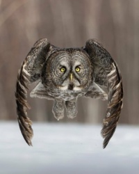 Great Grey Owl