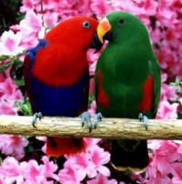 pretty birds