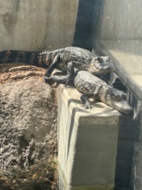 Alligators
