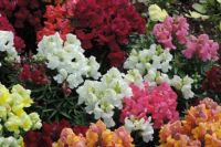 Colorful snapdragons