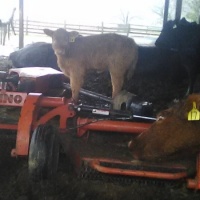 Heidi’s smart little heifer