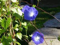 They  Finally  Bloomed!